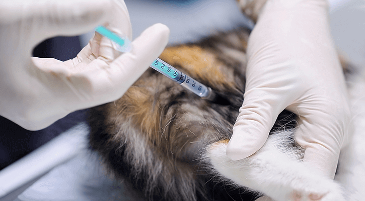 Pet vaccinations