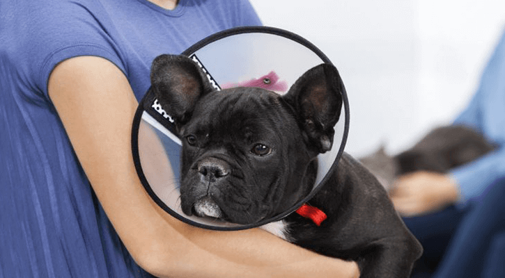 Spay-Neuter Spaying and neutering