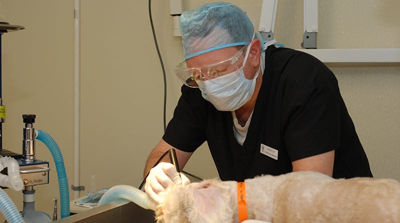 Pet dental care