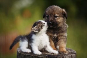 puppy and kitten care in Springfield and Chatham, IL