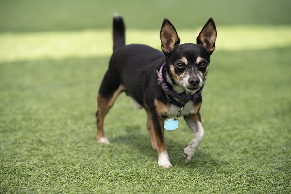 A miniature pincher dog pricking its ears up. Domestic dog on backyard green grass.