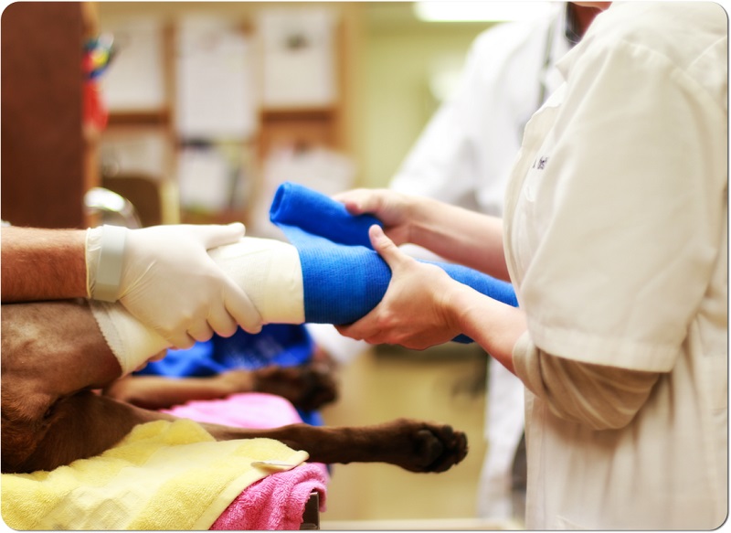 surgery pet surgical services