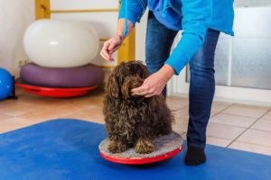 pet treatment and therapy in in Springfield and Chatham, IL