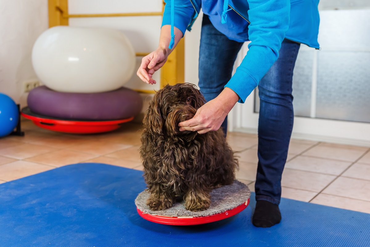 woman works with a Havanese on training devices pet treatment and therapy in in Springfield and Chatham, IL