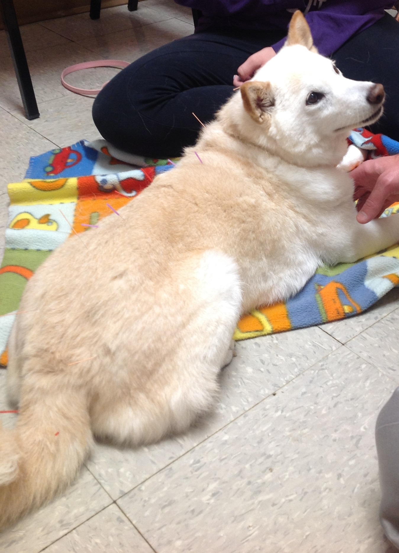 Dog receiving acupuncture.