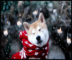 picture1-husky_orig picture1-husky_orig