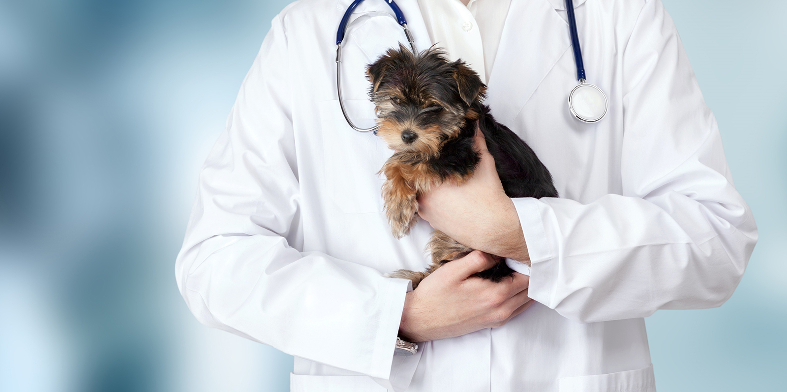 Small cute dog examined at the veterinary doctor, close-up